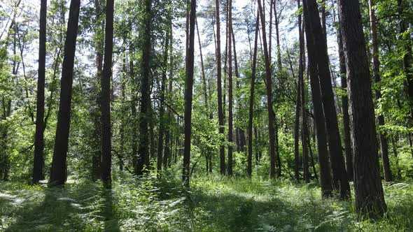 Trees in the Forest By Summer Day