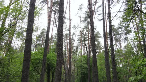 Summer Forest with Pine Trees Slow Motion