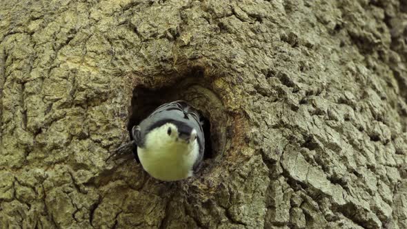 White Breasted Nuthatch Walking Out Of Tree Cavity Nest. Male Bird.