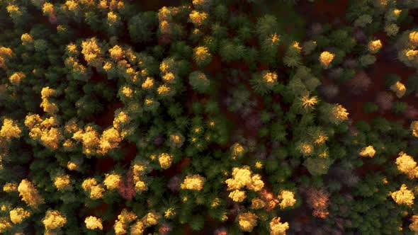 Aerial View of Forest During Calm Autumn Sunset