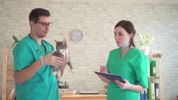 Angry Cat in a Veterinary Clinic in the Hands of a Veterinarian