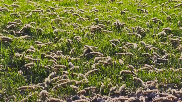 Poplar Flowers Lie on Green Grass in Clear Sunny Weather