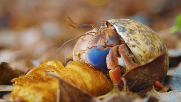 A beautiful Hermit Crab feeding on a croissant on the ground - close up