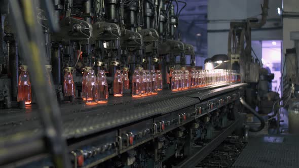 Movement of Finished Products Right From the Furnace Glass Bottles on the Conveyor Belt at the Glass