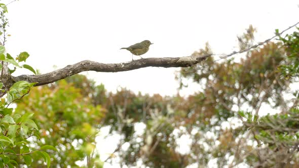 small brown bird looking very fast from left to right and jumped away on a windy day in the forest o