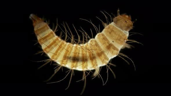 Larva of Beetle Dermestes Lardarius Under a Microscope of Family Dermestidae