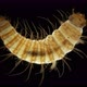 Larva of Beetle Dermestes Lardarius Under a Microscope of Family Dermestidae - VideoHive Item for Sale