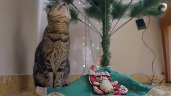 Curious Tabby Cat Looking Up Into Decorated Christmas Tree