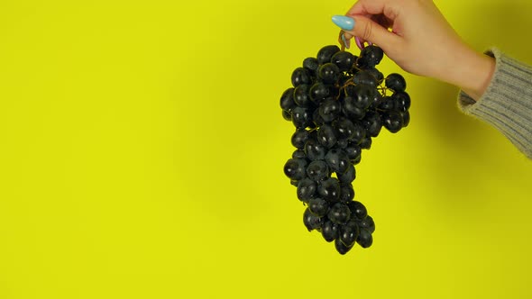 Person Holding Bunch of Ripe Black Grape