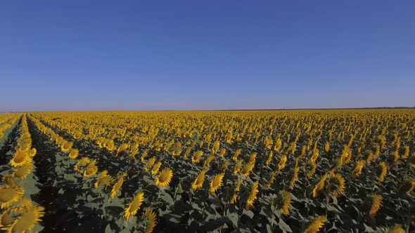 Sunflowers