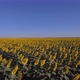 Sunflowers - VideoHive Item for Sale
