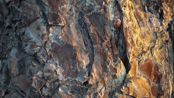 Macro Tree Bark And Ants