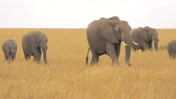 Elephants with calves walking in dry grass