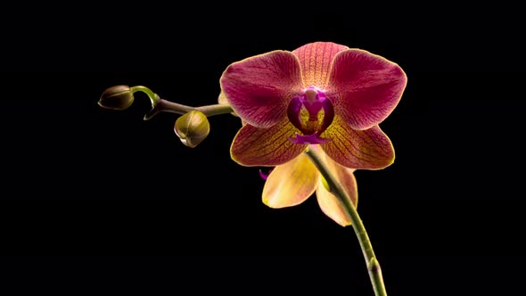 Blooming Red Orchid Phalaenopsis Flower