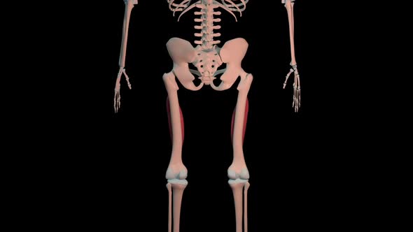 Vastus Intermedialis Muscles Full Roration Loop