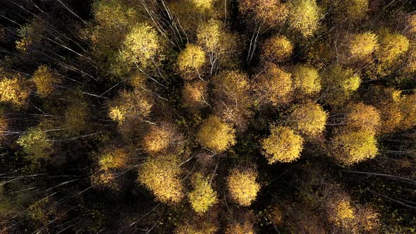 Aerial View of Autumn Birch Tree Forest Canopy