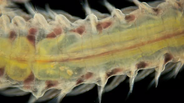 Worm Polychaeta Naineris Sp. Under a Microscope, of the Family Orbiniidae