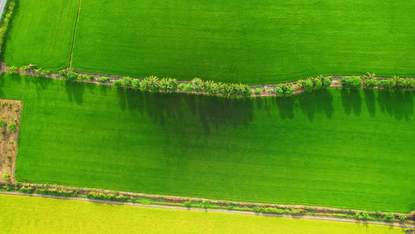 Aerial view of agriculture in rice fields for cultivation. Natural texture