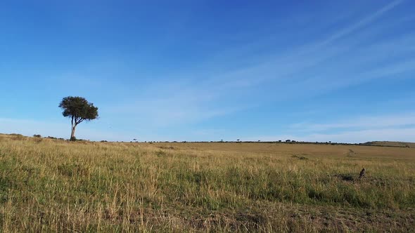 Savannah landscape in Tsavo Park, Kenya, Acacia Tree, Slow motion