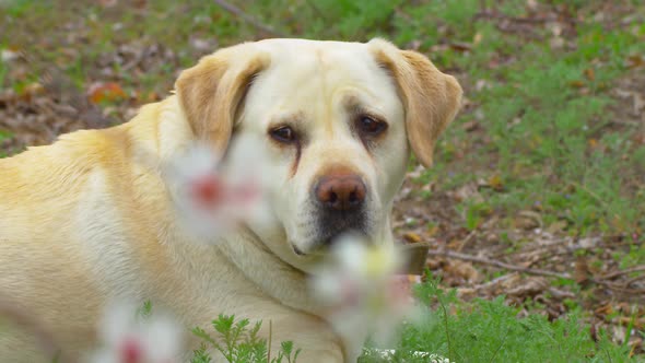 Labrador Dog