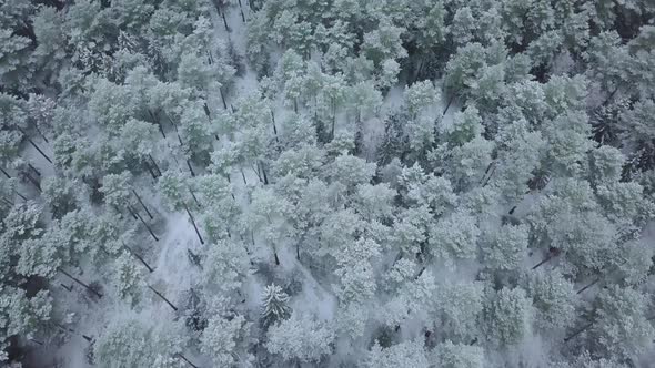 Winter forest nature snow-covered winter trees landscape view from air.