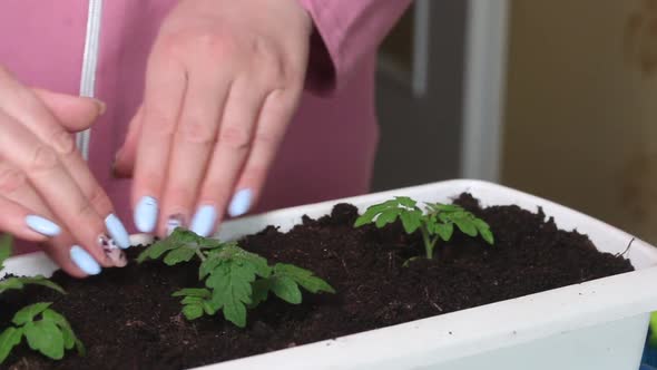 A Woman Transplants Tomato Seedlings Into A Large Container. Compacts The Soil At The Roots Of Plant