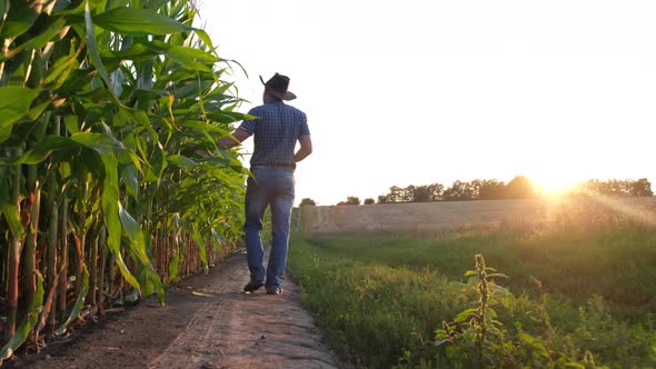 A Corn Worker Walks Along a Corn Field at Sunset