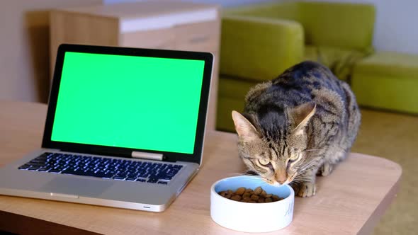Cat Eating From the Plate on the Wooden Table Near Chromakey Green Display on Silver Laptop Computer
