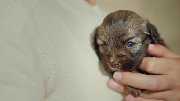 The Woman Presses To the Breast a Small Defenseless Puppy