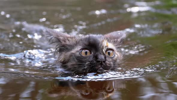 Cat Swimming in River. Black Kitten Swims in Water. Cat's Emotions. Slow Motion