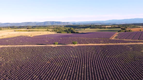 Plateau de Valensole lavender field aerial view