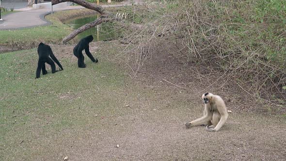 Tourists Throw Bananas to Funny Black and White Macaques