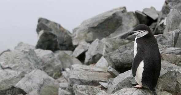 Chinstrap penguin