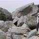 Chinstrap penguin - VideoHive Item for Sale