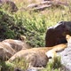 Lioness With Full Stomachs Sleeping In Africa - VideoHive Item for Sale