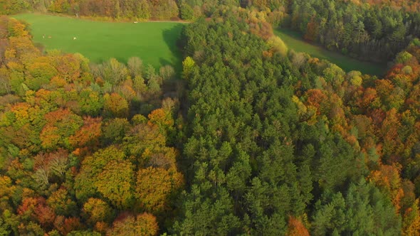 flying over a forest on a golden day in october with autumn colors