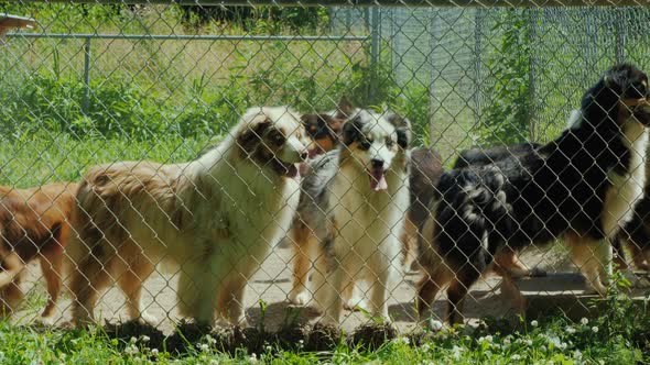 Dogs Frolic Behind an Aviary Net