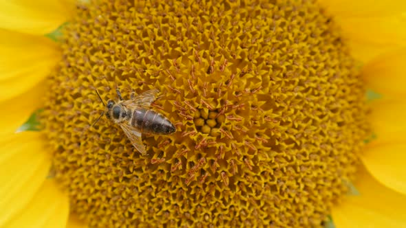 Big Helianthus plant with insect  shallow DOF  3840X2160 UltraHD footage - Close-up of yellow sunflo