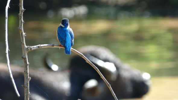 Kingfisher Flying Away with A Water Buffalo in The Background