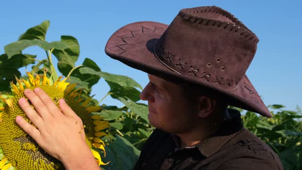 A Handsome Young Farmer Stands in the Middle of a Golden Sunflower Field and Examines a Sunflower