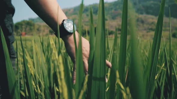 Cinematic clip of a traveler's hand rubbing against the rice paddy	