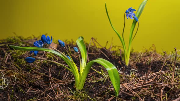 Blue Snowdrop in Spring