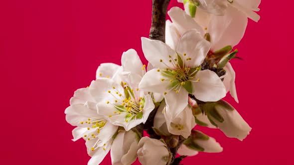 Almond Blossom Timelapse Rotating on Red