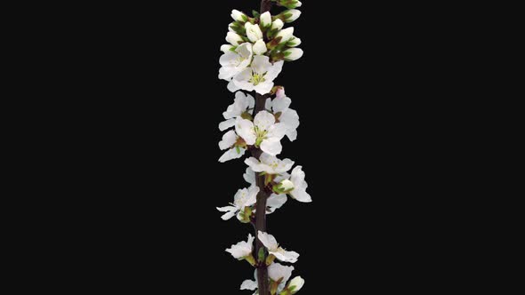 Time-lapse of blooming Nanking cherry tree branch