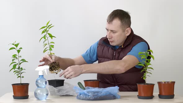 Man Transplants Mandarin Houseplants. The Person Moves the Plant To a Larger Pot.