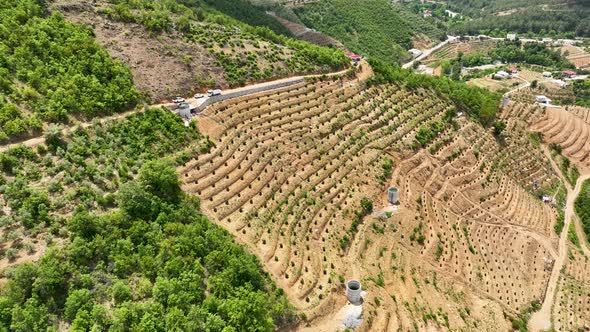 Avocado Fields aerial view 4 K Turkey Alanya