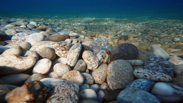 Octopus Hides Among the Stones