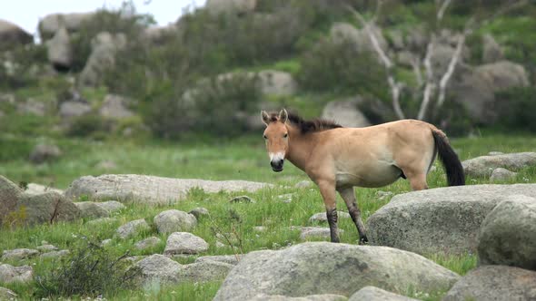 Wild Przewalski Horse in Natural Habitat in The Meadow of Mongolia