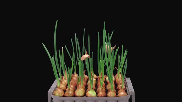 Time-lapse of growing green onions