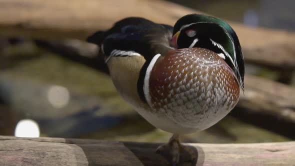 Wood duck perched on a log